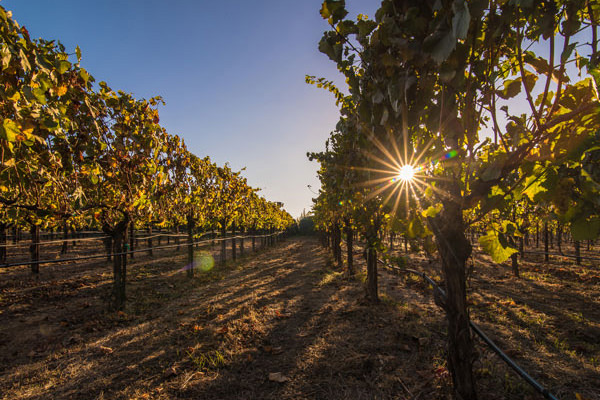 Content image for Discovering the Wine Regions of Napa Valley with Specialized Travel Agencies